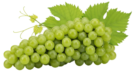 Isolated green grape bunch with leaves close-up to enjoy fresh produce, still life food