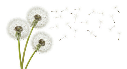 Isolated Dandelion seed heads with seeds dispersing in air in Spring, delicate lightness