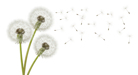 Isolated Dandelion seed heads with seeds dispersing in air in Spring, delicate lightness