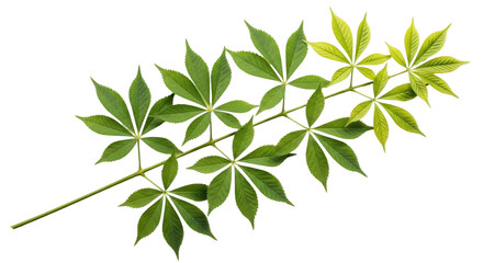 Obraz premium Isolated Horsechestnut branch with green leaves in summer, nature photography element