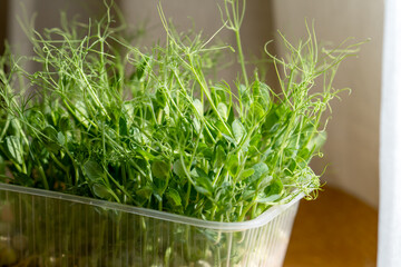 Selective focus. Microgreens in a container on a kitchen counter. Fresh juicy pea sprouts.