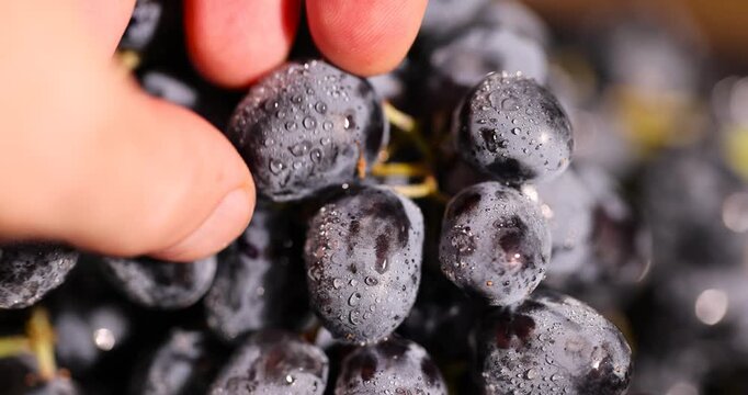 covered with drops of water, wet fruits of pure blue grapes on a branch on the table during cooking