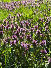 Flowering plant Lamium purpureum, known as purple dead-nettle, or purple archangel.