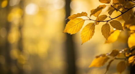 Fototapeta premium Autumn leaves on a branch with sunlit bokeh background. Seasonal nature view perfect for fall marketing and decorative design.