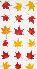 Obraz premium Red and yellow autumn leaves arranged symmetrically on a white background. Minimalistic seasonal decor for Thanksgiving or autumn greeting card.