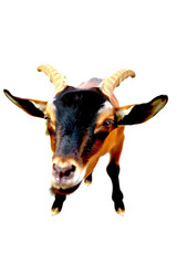 A Goat With Small Horns On A White Background
