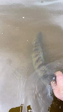 Close-up of an angler's hand holding a zander and releasing the fish into a river with a sandy bottom. Sander lucioperca. The fish disappears underwater