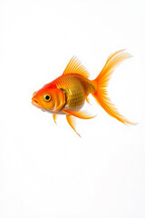 A Goldfish Swimming On A White Background