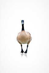 A Goose Walking On A White Background