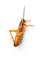 A Grasshopper With Folded Legs On A White Background