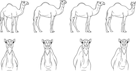 Camel outline drawing, desert wildlife sketch, dromedary vector art, Arabian transportation animal, safari illustration, nature graphic, traditional camel artwork design