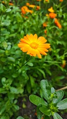 Close-up of a bright orange calendula flower blooming among lush green leaves in a garden.