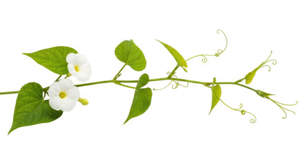 Isolated creeping jenny blooming, light greenery, foliage stem, spring nature garden plant