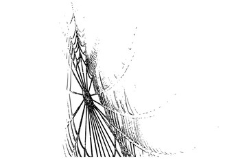 Fototapeta premium spider web vector illustration