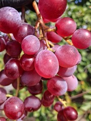 Виноград