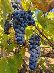 red wine grapes