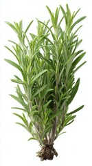 Fototapeta premium Stunning photo of fresh rosemary sprigs isolated on white background.