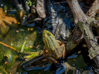 Ein stiller König am Rande des Wassers – der Frosch sitzt regungslos auf seinem Platz, als wüsste er, dass Geduld seine stärkste Waffe ist.