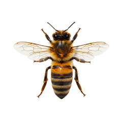 A single European honey bee, Apis mellifera, ultra-detailed with fuzzy brown and yellow stripes, iridescent wings, on transparent background with shadow, copy space. Concept of nature's intricate