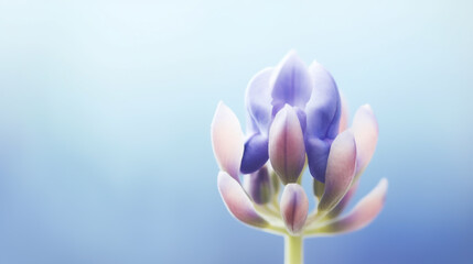 A dreamy closeup of a lupine flower bud, revealing its soft, pastel petals in shades of lavender and pink against a blurred, ethereal blue background