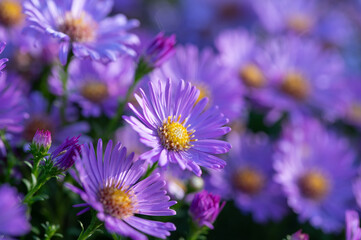 Purple chrysanthemum flowers with dew drops blooming in early morning, chrysanthemum flowers close up in nature background, chrysanthemum flowers blooming in garden in autumn time 