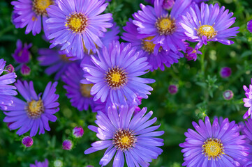 Purple chrysanthemum flowers with dew drops blooming in early morning, chrysanthemum flowers close up in nature background, chrysanthemum flowers blooming in garden in autumn time 
