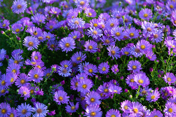 Floral background of purple chrysanthemum flowers, chrysanthemum flowers close up with dew drops blooming in early morning, chrysanthemum flowers blooming in garden in autumn time 
