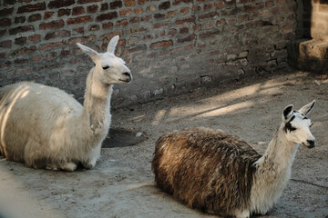 Two llamas resting on the ground near a brick wall, domestic animals with thick fur in a calm zoo environment.