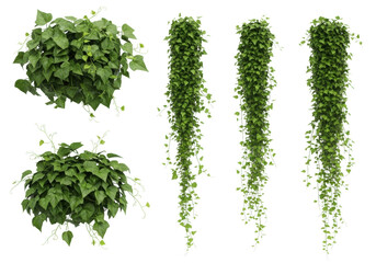 Naklejka premium Five distinct lush green ivy vines with varied forms and intricate vein details, perfectly isolated on a pure seamless bright white background with diffused studio light, concept for botanical design