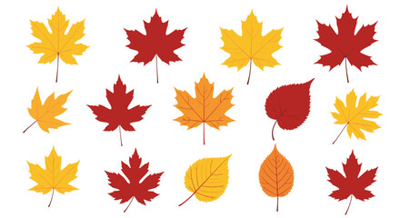 Fototapeta premium A vibrant collection of autumn maple leaves in red and yellow hues.