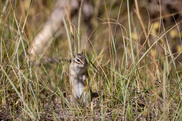 Cute Chipmunk on a Log in Autumn in Wyoming