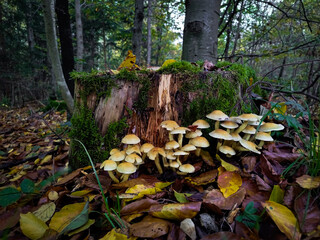 mushrooms in the forest