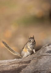 Obraz premium Cute Chipmunk on a Log in Autumn in Wyoming