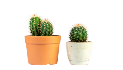  - Double Green Cactus Set with Tall and Round Variations isolated on transparent background.