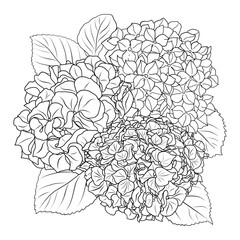 Hydrange bouquet pen and ink illustration