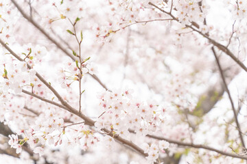 Delicate white cherry blossoms on tree branches in spring