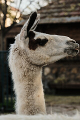Obraz premium Close-up portrait of a white llama with brown markings on the head, zoo enclosure background.