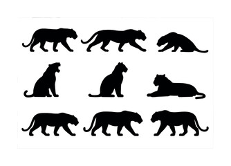 Naklejka premium Silhouette collection of black tiger poses on white background