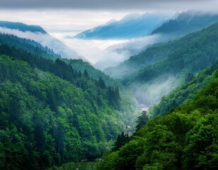 misty mountain valley lush green forest