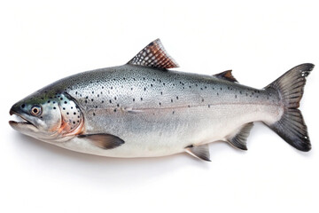 Obraz premium Salmon's Silver Glance: Capturing the sleek form and vibrant details of a salmon, a culinary masterpiece that swims in the depths.