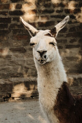 Obraz premium Llama with white face and brown body standing near a brick wall in the zoo enclosure.