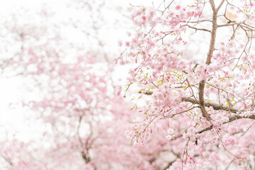 Beautiful spring cherry blossom branches in full bloom background