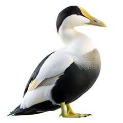 Naklejka premium Common Eider duck male bird, cutout, PNG isolated on white or transparent background