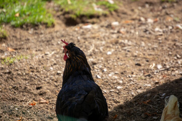 Black hen walking in a farmyard