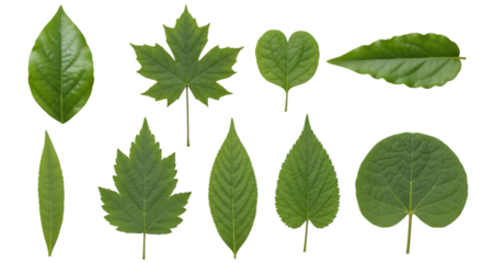 Collection of Nine Different Green Leaf Shapes on Black Background