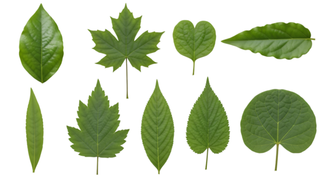 Collection of Nine Different Green Leaf Shapes on Black Background