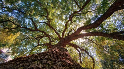 Obraz premium Large tree with expansive branches reaching towards the sun natural background