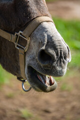 Close-up of a horse's muzzle