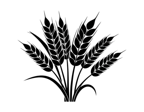 Silhouette of wheat crop, agricultural field and farming concept isolated on transparent background.