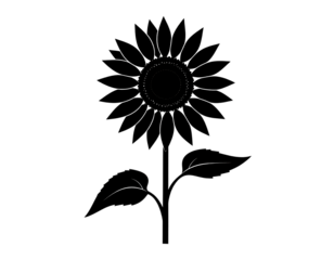 Silhouette of a sunflower, bright floral and nature design isolated on transparent background.